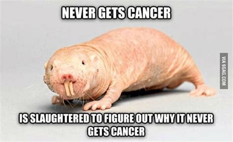 mole rat meme|funny mole rat pictures.